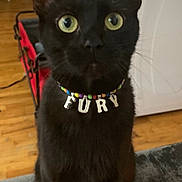 Fury joined the competition — help win amazing prizes! cat, black_cat, pet, indoor, collar, beads, fury, animal, feline, yellow_eyes, sitting, curious, wooden_floor, home, furniture, domestic, portrait, close_up, whiskers, ears