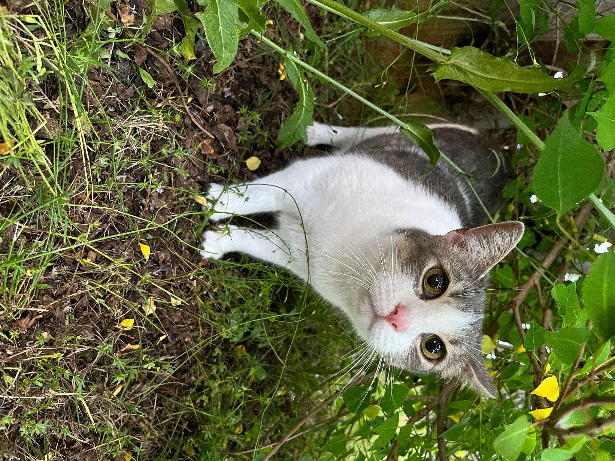 Hannibal is registered to the contest to win money with this photo: carnivore, cat, domestic_short_haired_cat, fawn, felidae, flowering_plant, fur, grass, groundcover, herb, herbaceous_plant, plant, shrub, small_to_medium_sized_cats, snout, tail, terrestrial_plant, tree, twig, whiskers