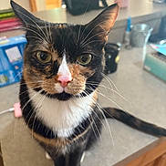 Tillie joined the competition — help win amazing prizes! animal, calico_cat, cat, closeup, countertop, curious, cute, domestic_cat, feline, fur, green_eyes, household, indoor, kitchen, looking, pet, pink_nose, sitting, tabby, whiskers