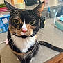 animal, calico_cat, cat, closeup, countertop, curious, cute, domestic_cat, feline, fur, green_eyes, household, indoor, kitchen, looking, pet, pink_nose, sitting, tabby, whiskers