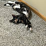 Tillie is registered to the contest to win money with this photo: animal, baseboard, carpet, cat, companion, curious, cute, domestic, floor, fur, indoor, lying_down, mammal, paws, pet, relaxed, resting, tuxedo_cat, wall, whiskers