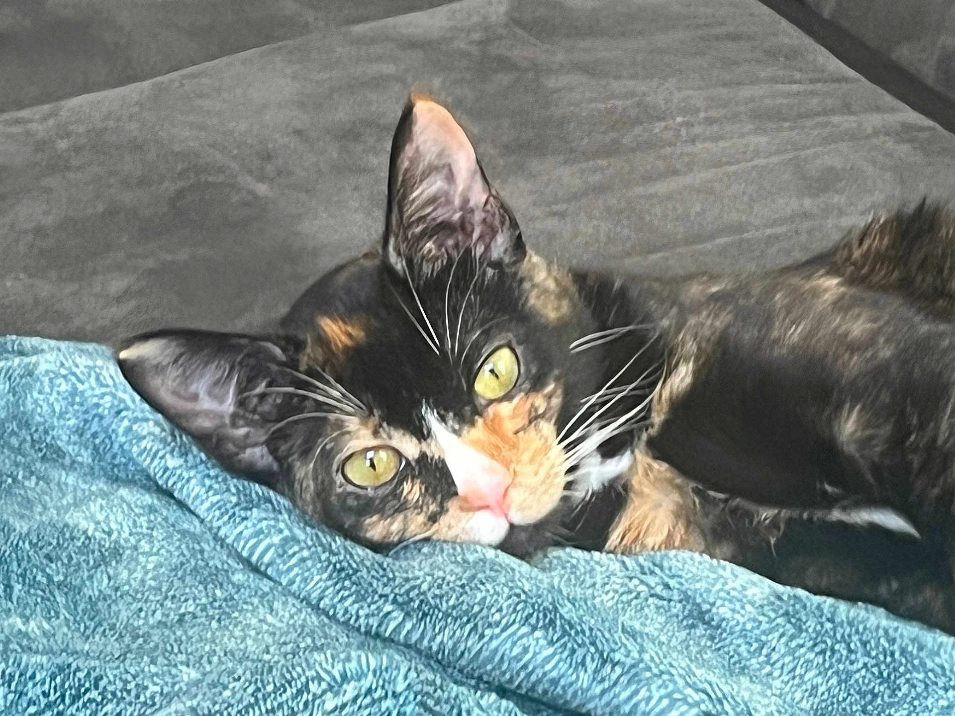 Tillie