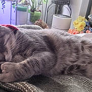 Mrbojangles is registered to the contest to win money with this photo: blanket, cat, closeup, cozy, domestic, flowers, fur, furniture, gray_tabby, home, indoor, knitted, peaceful, pet, potted_plants, relaxed, resting, sleeping, soft_light, whiskers