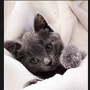 Snaggles joined the competition — help win amazing prizes! kitten, cat, gray_fur, soft_blanket, paw, cute, pet, feline, animal, cozy, curious, young, closeup, sleeping_area, indoor, fur, whiskers, small, adorable, resting