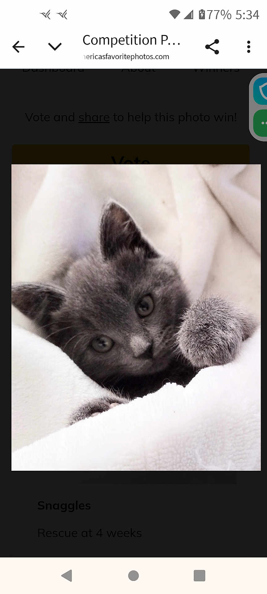 Snaggles joined the competition — help win amazing prizes! kitten, cat, gray_fur, soft_blanket, paw, cute, pet, feline, animal, cozy, curious, young, closeup, sleeping_area, indoor, fur, whiskers, small, adorable, resting