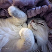 Mister is registered to the contest to win money with this photo: cat, sleeping, blanket, cozy, fur, indoor, pet, relaxed, purple, soft, cute, animal, resting, whiskers, feline, nap, paws, closeup, comfort, warm