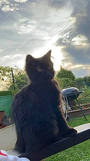 Amadou a rejoint le concours — aidez-le/la à gagner de superbes lots ! black_cat, canidae, carnivore, cat, cloud, dog_breed, domestic_short_haired_cat, felidae, fur, grass, plant, sitting, sky, small_to_medium_sized_cats, snout, tail, terrestrial_animal, tree, whiskers, window