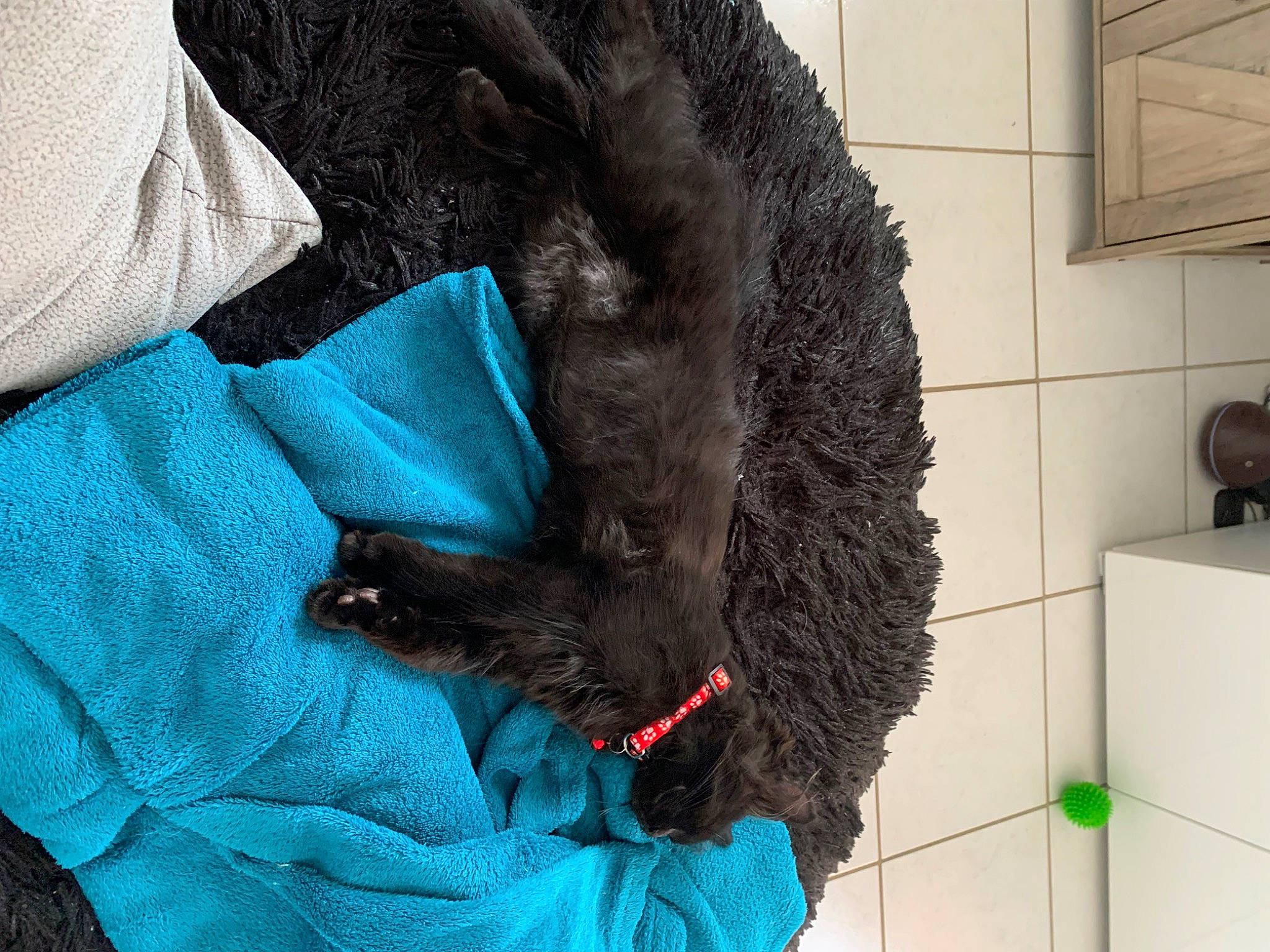 Amadou a rejoint le concours — aidez-le/la à gagner de superbes lots ! canidae, carnivore, collar, companion_dog, dog, dog_breed, dog_collar, dog_supply, electric_blue, fur, giant_dog_breed, labradoodle, liver, pet_supply, poodle, snout, sporting_group, terrier, toy_dog, water_dog