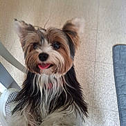 Apache a rejoint le concours — aidez-le/la à gagner de superbes lots ! dog, small_dog, fluffy_fur, tongue_out, indoor, floor_tiles, chair_leg, patterned_fabric, pet, cute, animal, looking_up, brown_and_white, black_fur, friendly, companion, domestic, happy, furry, playful