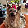 dog, yorkshire_terrier, bow, pet, indoor, living_room, orange_surface, fur, small_dog, cute, animal, canine, decor, table, chair, window, cozy, domestic, home, relaxing