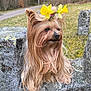 Gwendy participe au concours pour gagner de l'argent avec cette photo : dog, yorkshire_terrier, flower_crown, daffodils, long_hair, outdoor, stone, grass, rural, peaceful, nature, pet, animal, cute, fluffy, portrait, spring, greenery, moss, small_dog