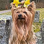 Gwendy a rejoint le concours — aidez-le/la à gagner de superbes lots ! dog, long_hair, flower_crown, yellow_flower, outdoor, stone, grass, nature, pet, cute, animal, spring, daffodil, fur, portrait, canine, small_dog, adorable, garden, playful