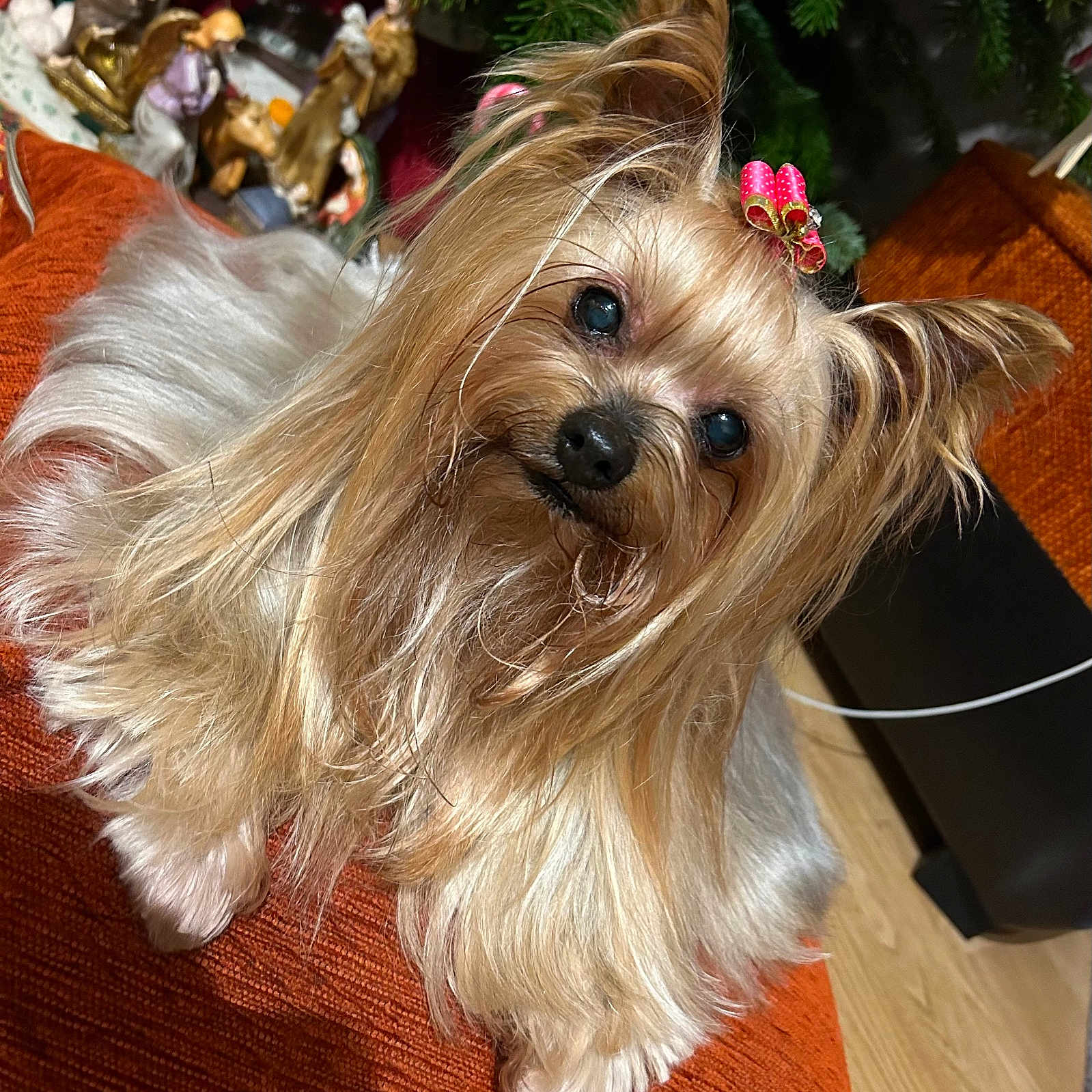 Gwendy participe au concours pour gagner de l'argent avec cette photo : animal, bow, companion, cozy, cute, dog, figurines, fluffy, fur, greenery, holiday_decor, indoor, looking_up, orange_cushion, pet, portrait, relaxed, small_dog, wooden_floor, yorkshire_terrier