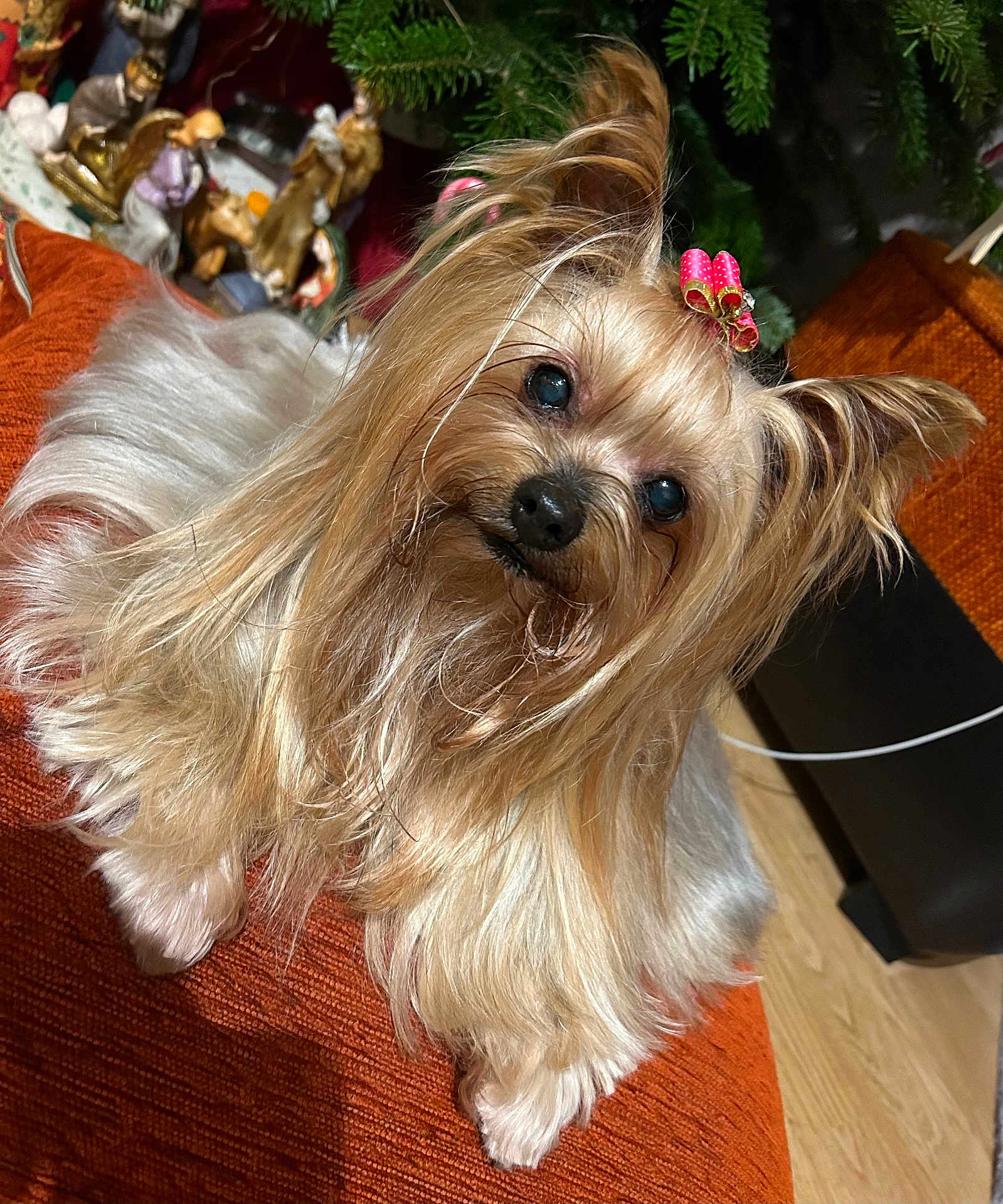 Gwendy participe au concours pour gagner de l'argent avec cette photo : dog, yorkshire_terrier, pet, fluffy, bow, orange_cushion, indoor, holiday_decor, figurines, greenery, wooden_floor, cute, small_dog, fur, animal, portrait, looking_up, relaxed, cozy, companion
