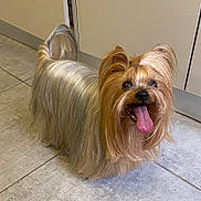 Gwendy participe au concours pour gagner de l'argent avec cette photo : dog, pet, long_hair, silky_coat, tongue_out, happy, playful, small_dog, indoor, kitchen, floor_tiles, fur, canine, animal, companion, cute, friendly, domestic, standing, smiling