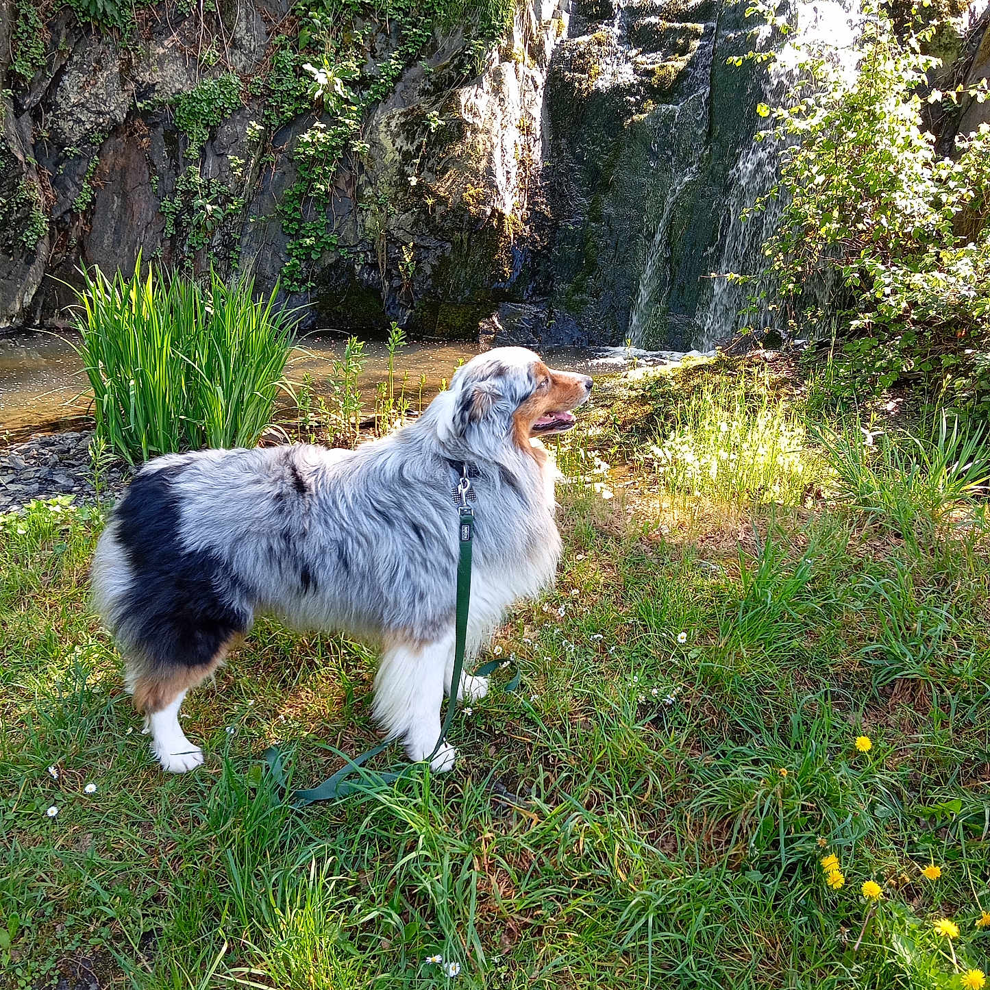 Starky participe au concours pour gagner de l'argent avec cette photo : animal, canine, dog, field, grass, grassland, grove, herbal, herbs, land, nature, outdoors, pet, plant, rock, slate, tree, vegetation, water, woodland