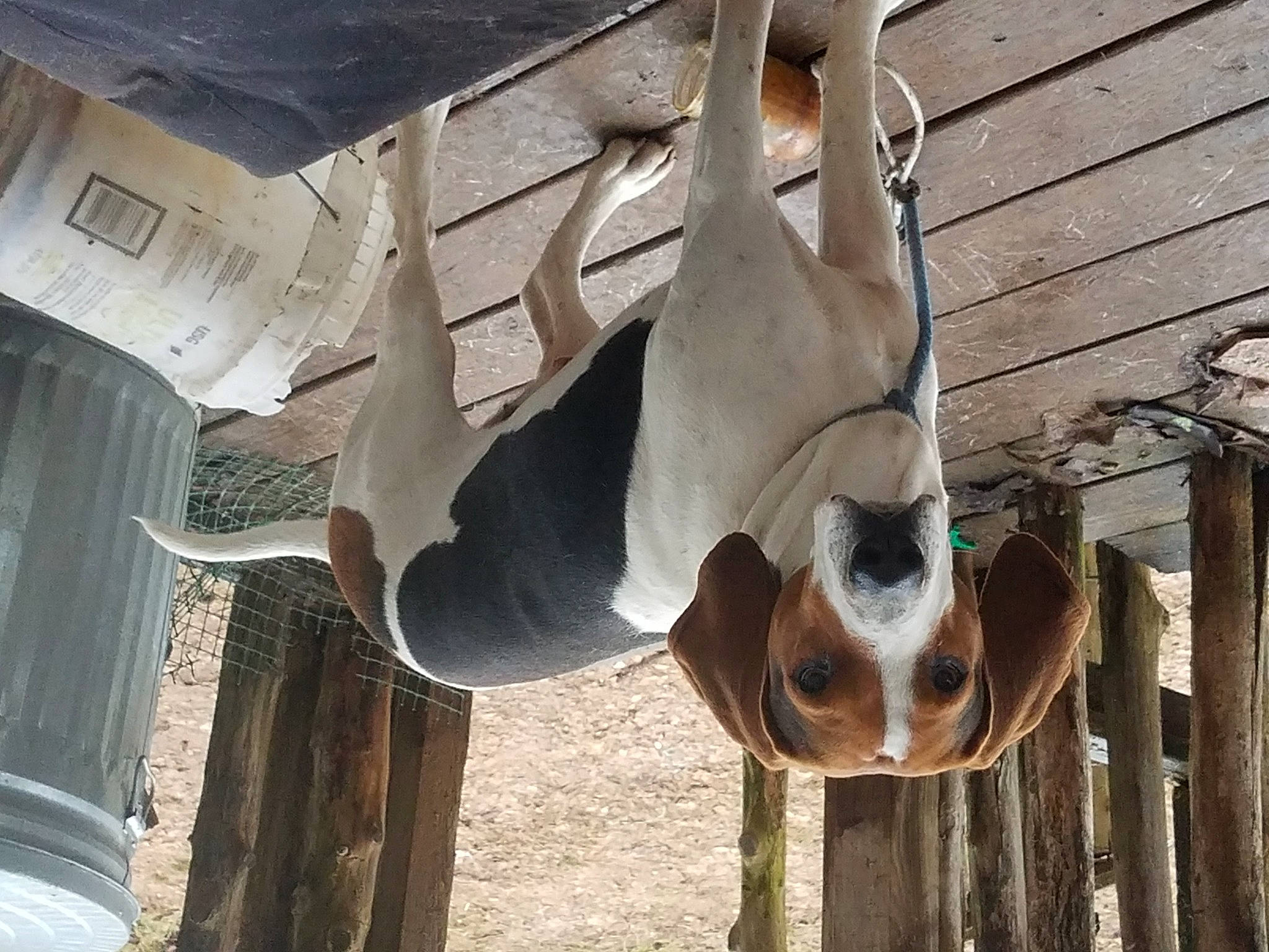 Hunter joined the competition — help win amazing prizes! art, bone, bovine, building, canidae, facade, fawn, livestock, metal, sculpture, snout, sporting_group, visual_arts, wood, working_animal