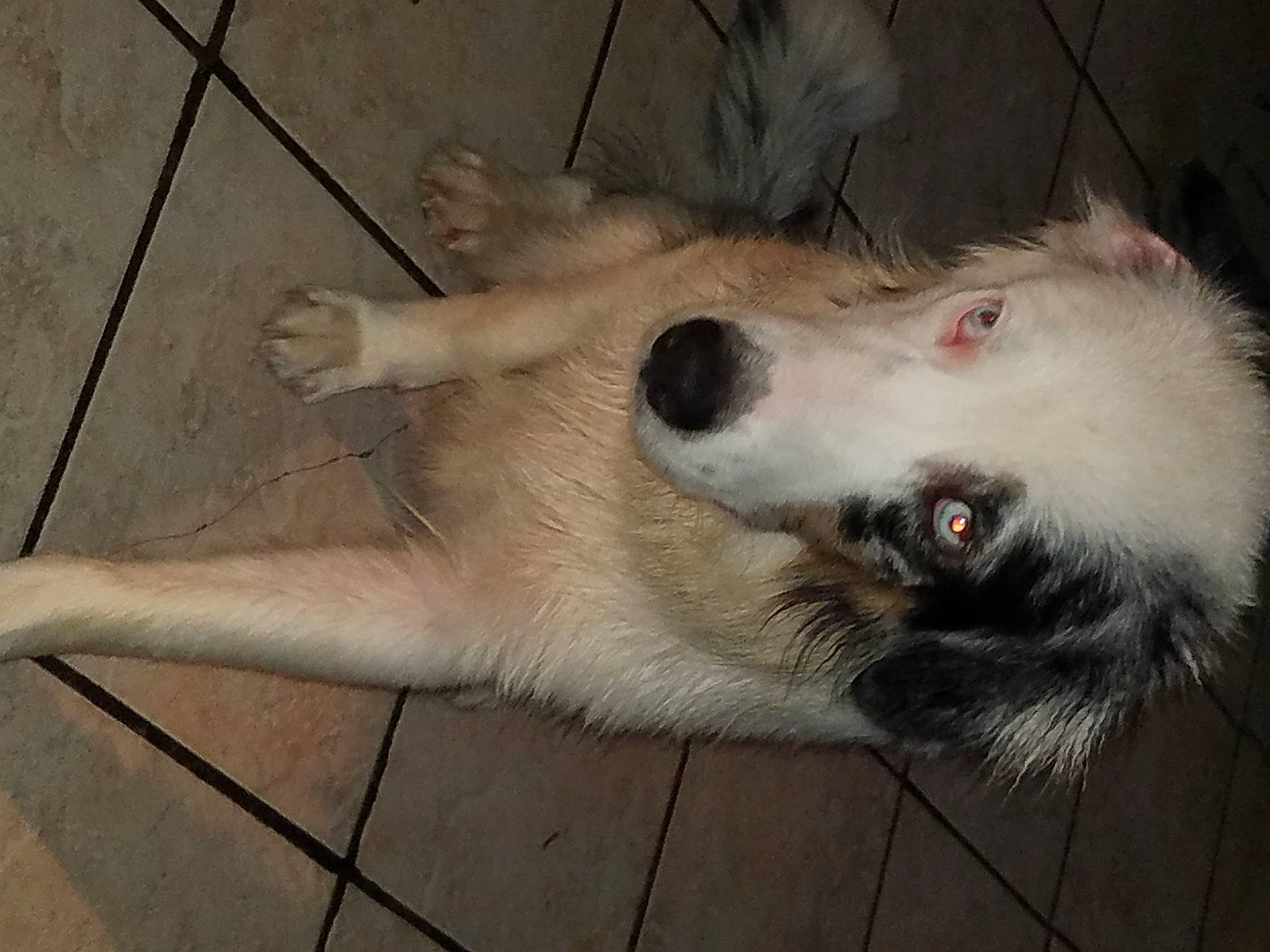 Einstein joined the competition — help win amazing prizes! canidae, carnivore, claw, companion_dog, dog, dog_breed, fawn, felidae, flooring, foot, fur, giant_dog_breed, non_sporting_group, paw, small_to_medium_sized_cats, snout, sporting_group, tail, toe, whiskers