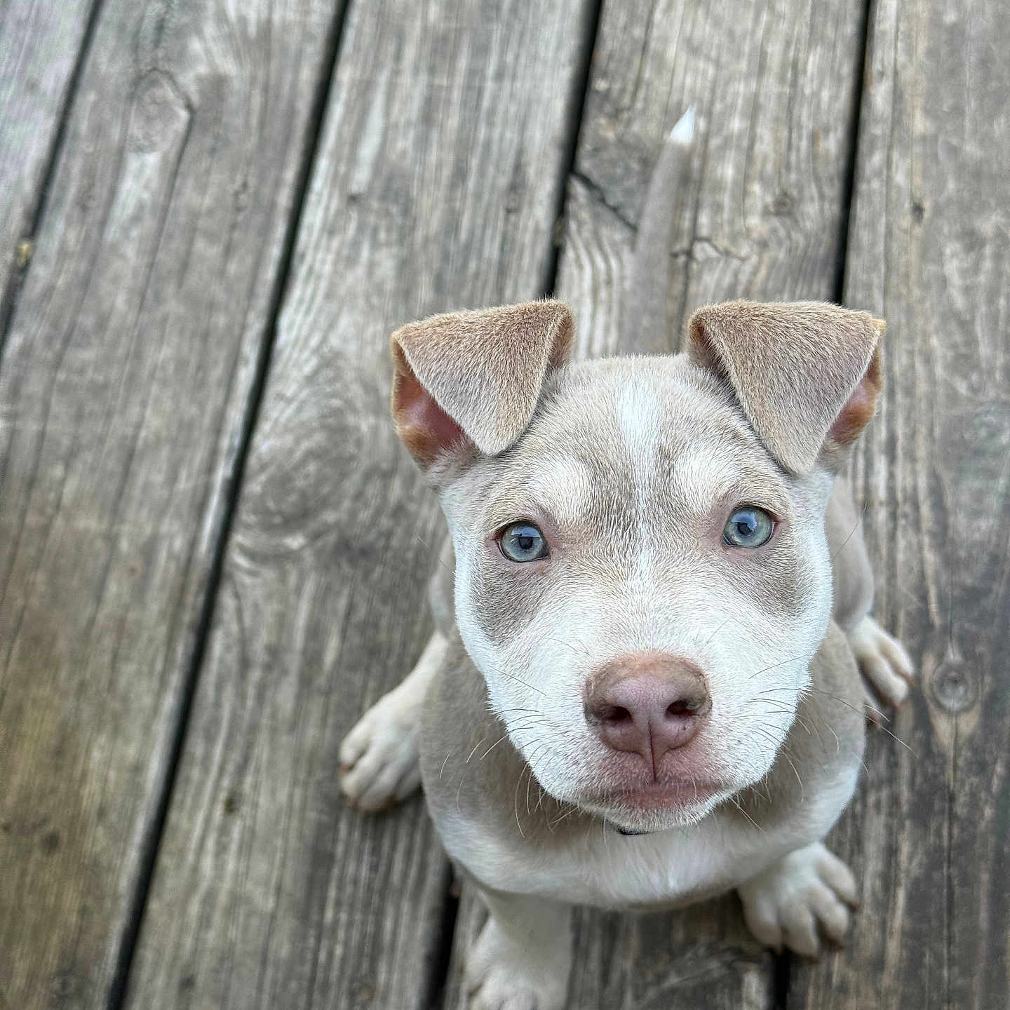 Ellie joined the competition — help win amazing prizes! adorable, animal, blue_eyes, canine, companion, cute, dog, ears, fur, looking_up, nose, outdoor, paws, pet, portrait, puppy, sitting, whiskers, wooden_deck, young