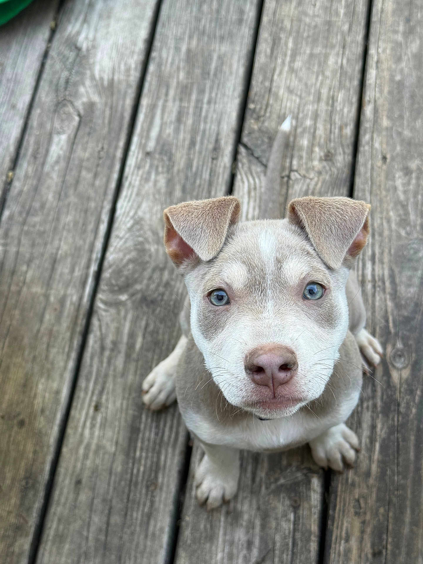 Ellie joined the competition — help win amazing prizes! puppy, dog, blue_eyes, ears, wooden_deck, fur, pet, animal, outdoor, portrait, cute, young, looking_up, sitting, canine, adorable, nose, whiskers, paws, companion