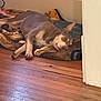 Ellie is registered to the contest to win money with this photo: dog, pet, indoor, blanket, wooden_floor, resting, lying_down, brown_dog, ears_up, calm, cozy, house, floor, animal, canine, relaxed, domestic, comfort, rest, fur
