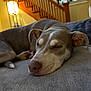 Ellie joined the competition — help win amazing prizes! dog, sleeping, gray_coat, white_markings, blanket, indoor, cozy, resting, pet, canine, staircase, lamp, wood, home, comfort, close_up, relaxation, furniture, house, quiet