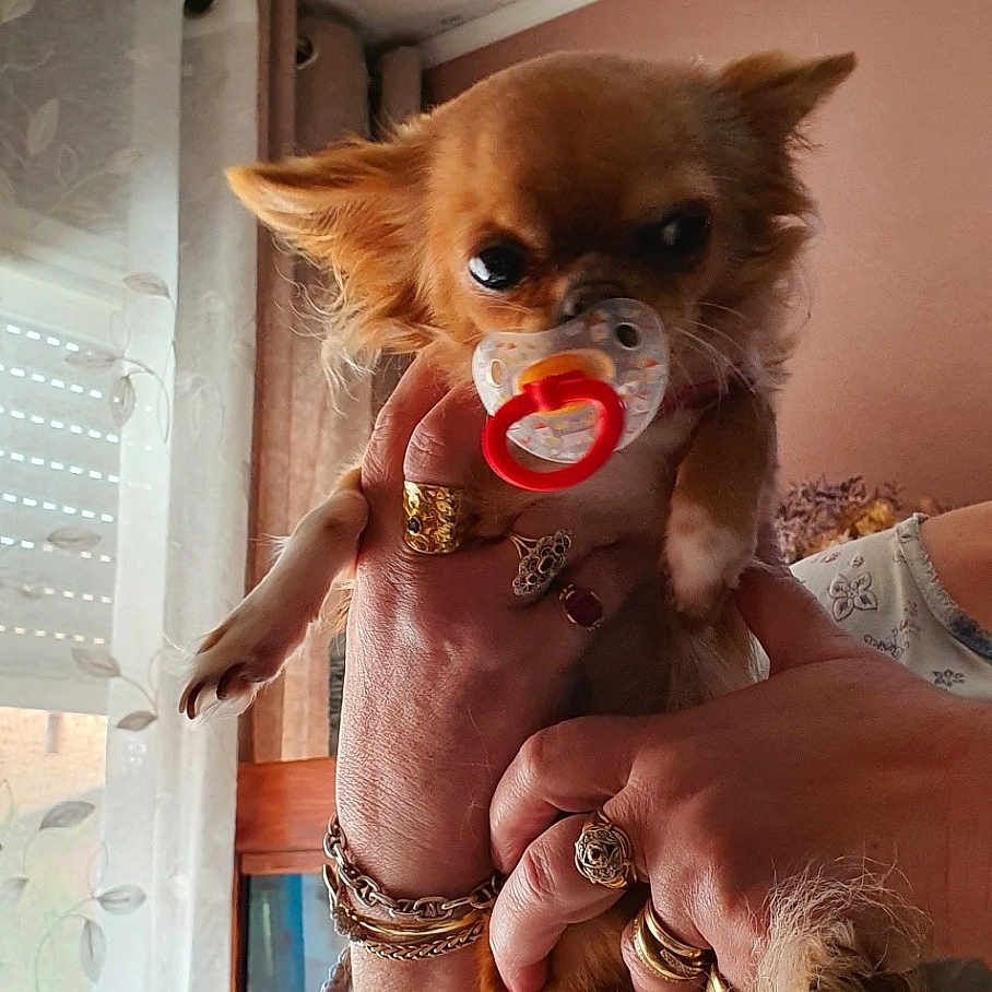 Maya a rejoint le concours — aidez-le/la à gagner de superbes lots ! accessories, animal, bodypart, bracelet, canine, dog, face, finger, glasses, hand, head, jewelry, mouth, person, pet, photography, portrait, puppy, ring, sunglasses