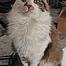 Jasper joined the competition — help win amazing prizes! cat, fluffy, kitchen, counter, indoor, pet, curious, feline, white_fur, brown_fur, long_tail, domestic_animal, animal, looking_up, sitting, household, cute, whiskers, ears, nose
