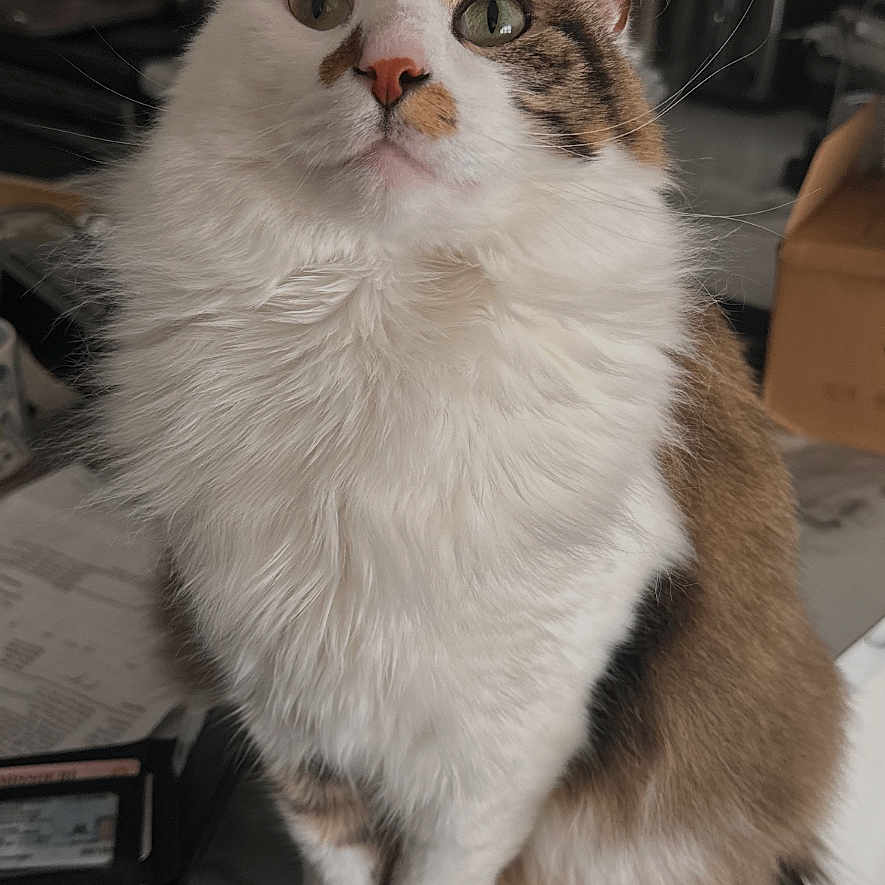 Jasper joined the competition — help win amazing prizes! cat, fluffy, kitchen, counter, indoor, pet, curious, feline, white_fur, brown_fur, long_tail, domestic_animal, animal, looking_up, sitting, household, cute, whiskers, ears, nose