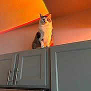 Jasper joined the competition — help win amazing prizes! cat, kitten, pet, indoor, kitchen, cabinet, sunset_light, orange_glow, wall, ceiling, fur, animal, cute, domestic, curious, sitting, shadow, colorful_light, home, feline