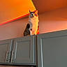 cat, kitten, pet, indoor, kitchen, cabinet, sunset_light, orange_glow, wall, ceiling, fur, animal, cute, domestic, curious, sitting, shadow, colorful_light, home, feline