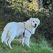 Oracio a rejoint le concours — aidez-le/la à gagner de superbes lots ! dog, white_dog, grass, forest, trees, outdoor, animal, pet, harness, nature, canine, fur, mammal, greenery, daylight, standing, alert, friendly, park, wildlife