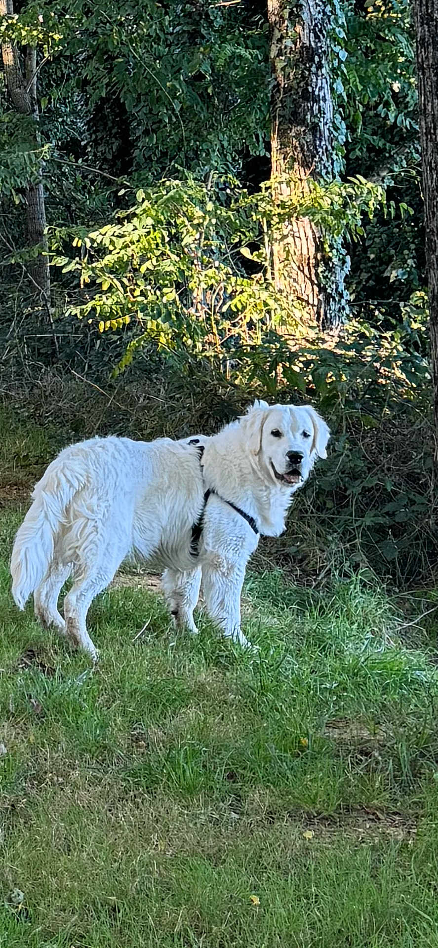 Oracio a rejoint le concours — aidez-le/la à gagner de superbes lots ! dog, white_dog, grass, forest, trees, outdoor, animal, pet, harness, nature, canine, fur, mammal, greenery, daylight, standing, alert, friendly, park, wildlife