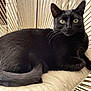 black_cat, cat, pet, animal, feline, indoor, cushion, chair, relaxing, looking_at_camera, whiskers, ears, tail, fur, domestic_cat, cute, calm, home, resting, close_up