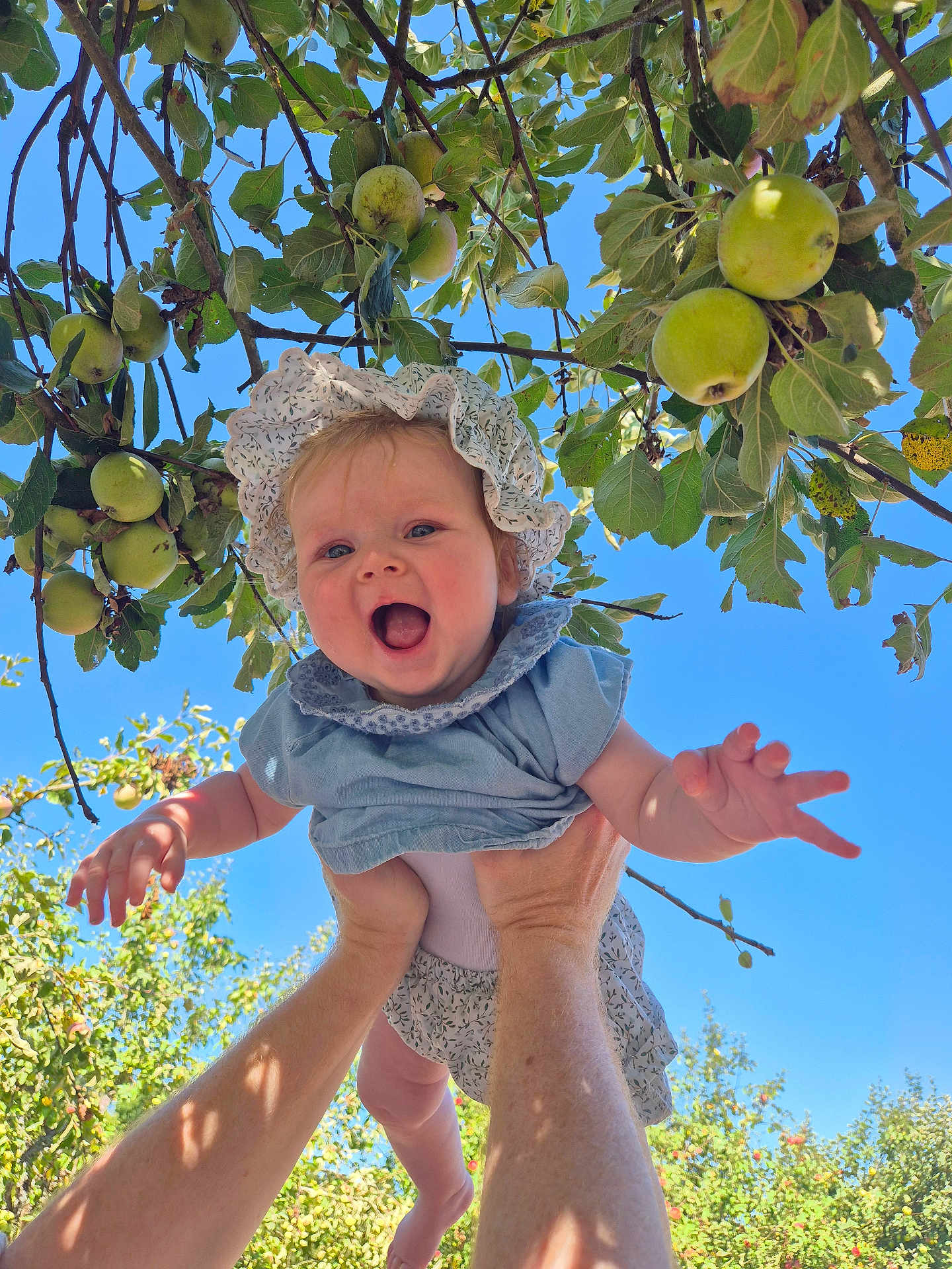 Esmée participe au concours pour gagner de l'argent avec cette photo : baby, child, smiling, happy, outdoors, apple_tree, fruit, green_apples, blue_sky, sunlight, nature, hands, playful, bonnet, clothing, person, arms, joy, summer, garden