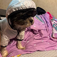 Paisley joined the competition — help win amazing prizes! dog, small_dog, pet, costume, hat, white_outfit, scruffy_fur, brown_fur, sitting, bed, blanket, pink_bedding, bedroom, indoors, portrait, cute, funny, animal, home, fashion