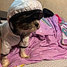 dog, small_dog, pet, costume, hat, white_outfit, scruffy_fur, brown_fur, sitting, bed, blanket, pink_bedding, bedroom, indoors, portrait, cute, funny, animal, home, fashion