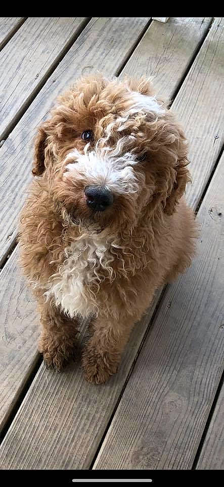 Apollo joined the competition — help win amazing prizes! briquet_griffon_vendeen, canidae, carnivore, cockapoo, dog, dog_breed, dutch_smoushond, goldendoodle, labradoodle, maltepoo, mammal, miniature_poodle, poodle, poodle_crossbreed, schnoodle, spanish_water_dog, sporting_group, terrier, toy_poodle, vertebrate