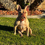 Tina joined the competition — help win amazing prizes! dog, french_bulldog, pet, animal, sitting, outdoor, grass, lawn, park, garden, sunlight, golden_hour, portrait, wrinkles, ears, collar, fawn_coat, canine, tree, nature