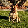 dog, french_bulldog, pet, animal, sitting, outdoor, grass, lawn, park, garden, sunlight, golden_hour, portrait, wrinkles, ears, collar, fawn_coat, canine, tree, nature