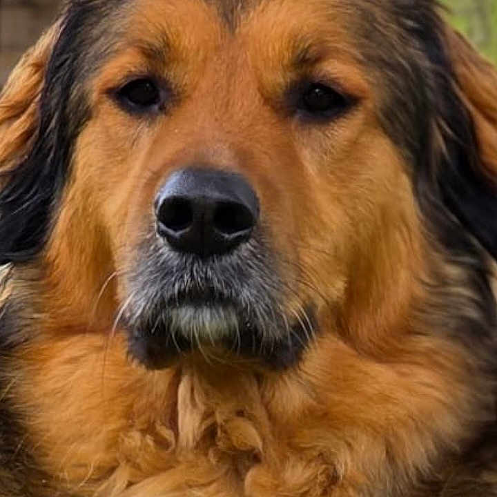 Rosko