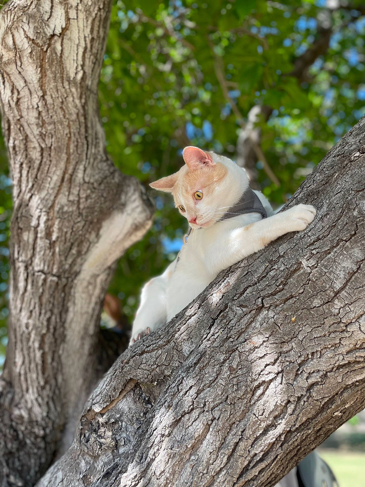 Charlie joined the competition — help win amazing prizes! botany, branch, carnivore, cat, domestic_short_haired_cat, fawn, felidae, forest, fur, grass, plant, plant_stem, small_to_medium_sized_cats, tail, tree, trunk, twig, whiskers, wildlife, wood