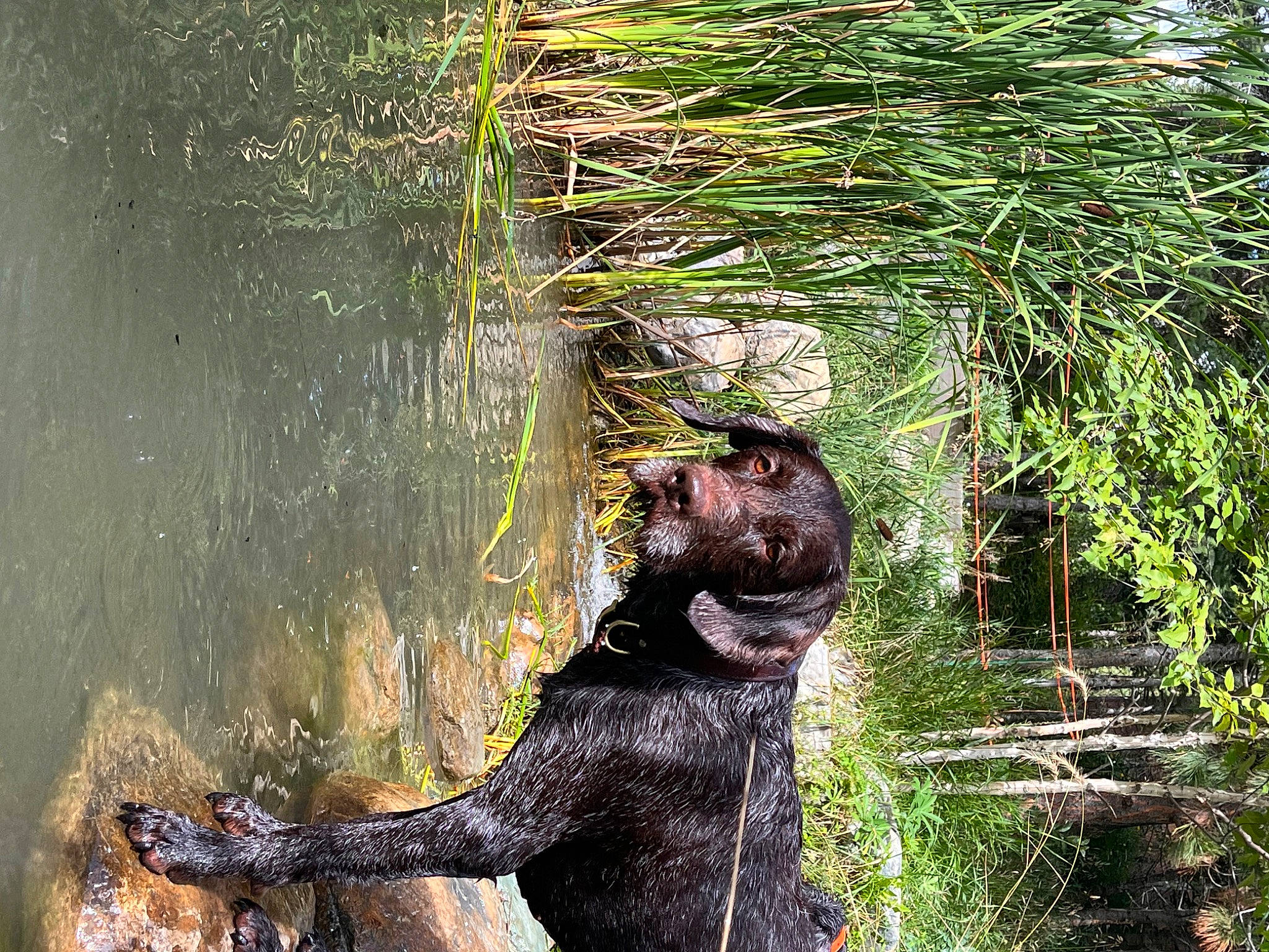 Gage is registered to the contest to win money with this photo: art, bank, botany, carnivore, dog_breed, grass, lake, nature, people_in_nature, plant, reflection, terrestrial_animal, terrestrial_plant, trunk, water, watercourse, wetland, wildlife, wood, working_animal