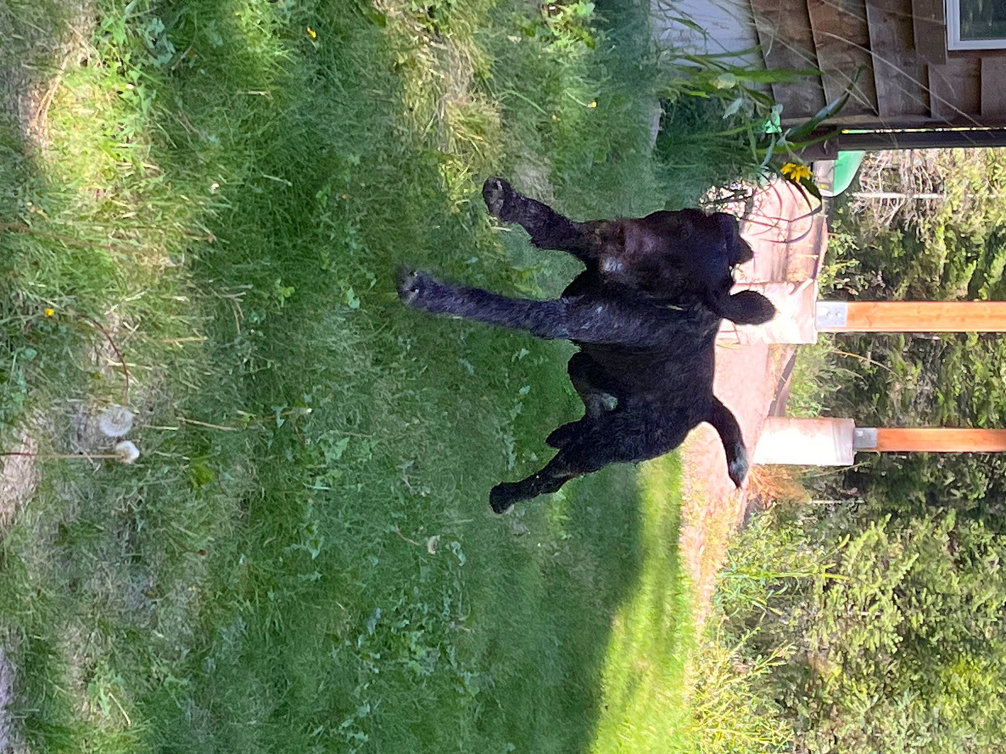 Gage is registered to the contest to win money with this photo: canidae, carnivore, dog, dog_breed, garden, grass, grass_family, grassland, guard_dog, landscape, pasture, plant, shadow, shrub, sporting_group, tail, tree, window, working_animal, yard