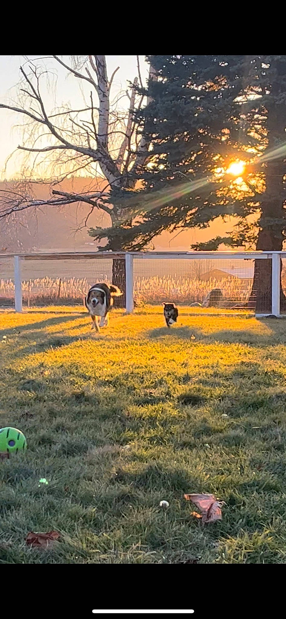 Pongo is registered to the contest to win money with this photo: atmosphere, biome, branch, fawn, grass, grassland, grazing, landscape, natural_environment, natural_landscape, people_in_nature, plain, plant, rural_area, sky, sunlight, sunset, tree, wood, woody_plant