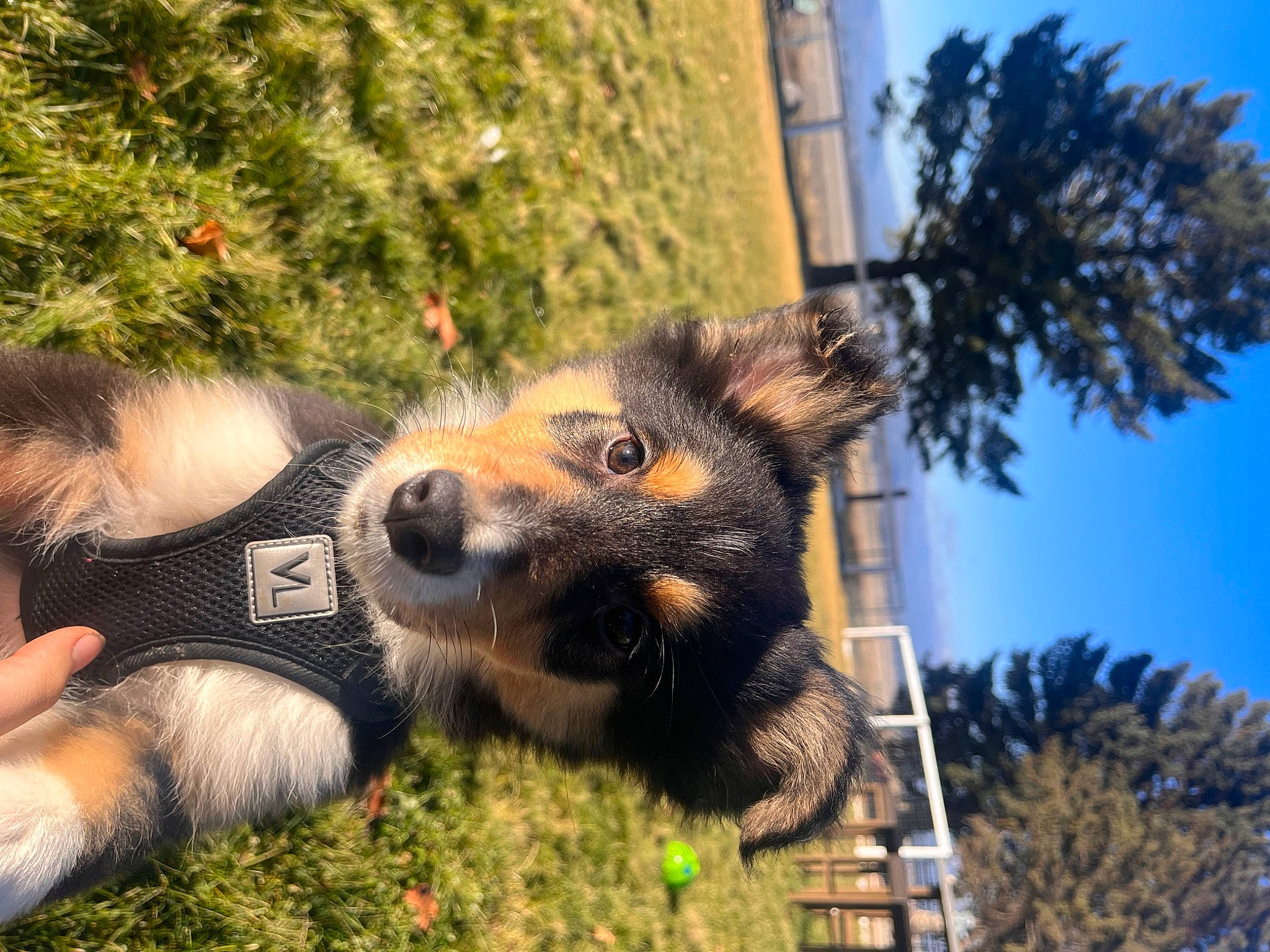 Pongo is registered to the contest to win money with this photo: canidae, carnivore, companion_dog, dog, dog_breed, fawn, fun, fur, garden, grass, paw, plant, sky, snout, sporting_group, tail, terrestrial_animal, tree, window, working_dog