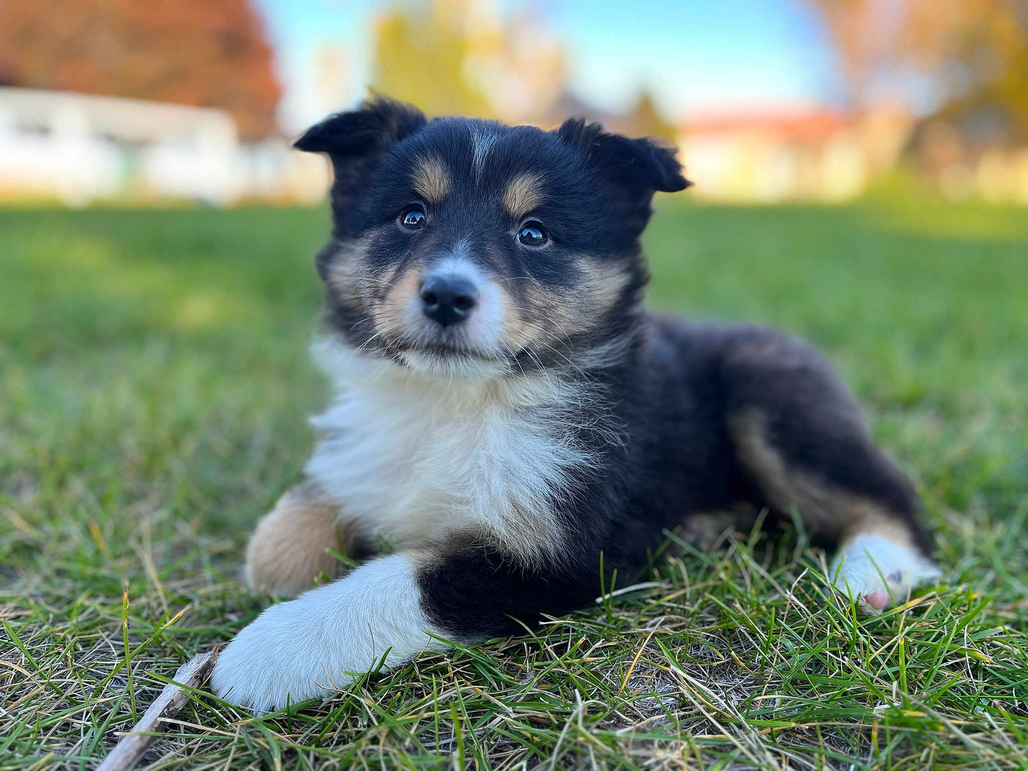 Pongo