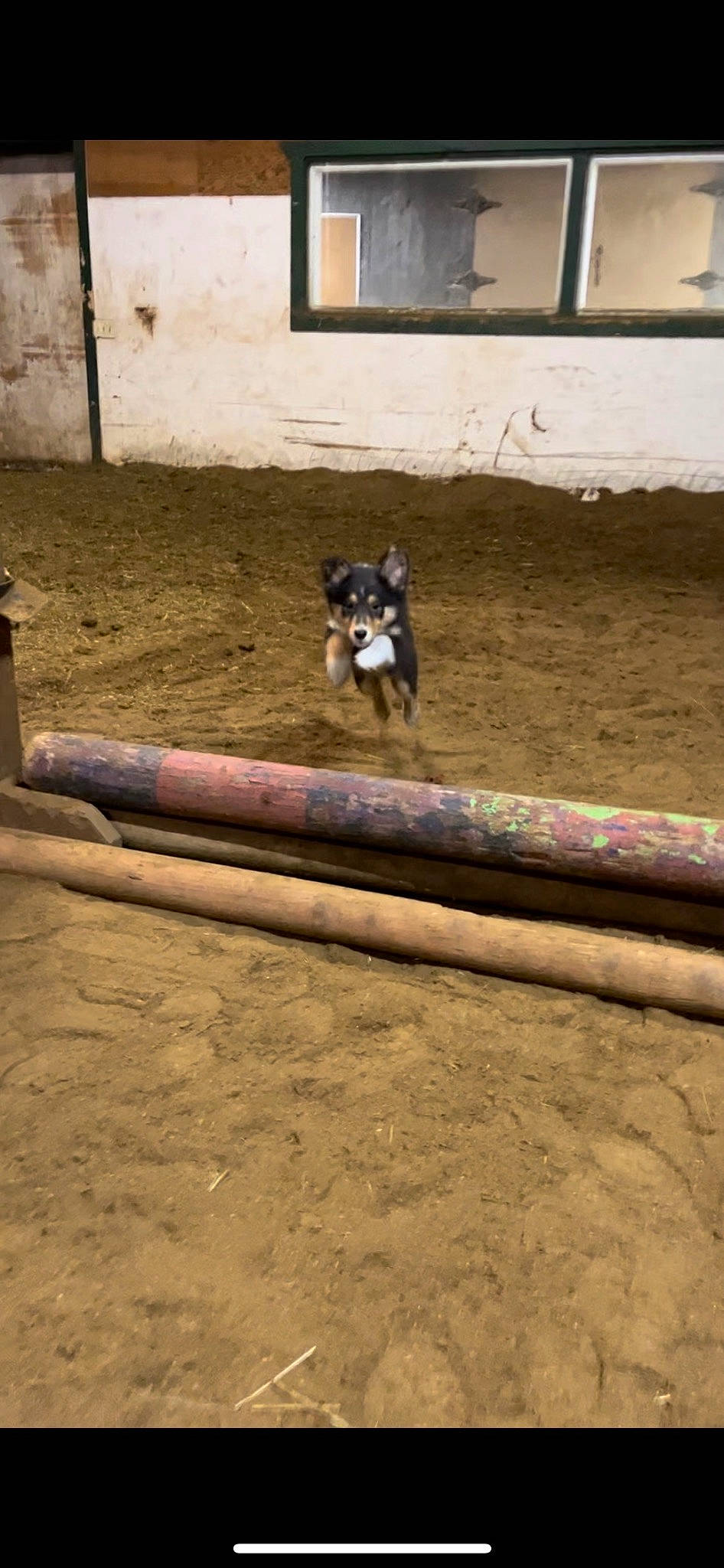 Pongo is registered to the contest to win money with this photo: brick, building, canidae, carnivore, dog, dog_breed, flooring, herding_dog, house, snout, soil, sporting_group, stairs, tail, terrestrial_animal, tints_and_shades, wall, window, wood, working_animal