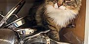 Nova Cane joined the competition — help win amazing prizes! cat, tabby, kitchen_cabinet, pots, pans, metal, curious, whiskers, feline, domestic_cat, indoor, wood, shelf, household, pet, closeup, fur, animal, looking, eyes