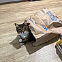 Nova Cane is registered to the contest to win money with this photo: cat, tabby, paper_bag, floor, kitchen, curious, playful, pet, animal, indoor, brown, white_paws, feline, bag, wooden_floor, domestic, cute, whiskers, ears, shadow
